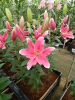 [5362 Veyron DJ No02.JPG]